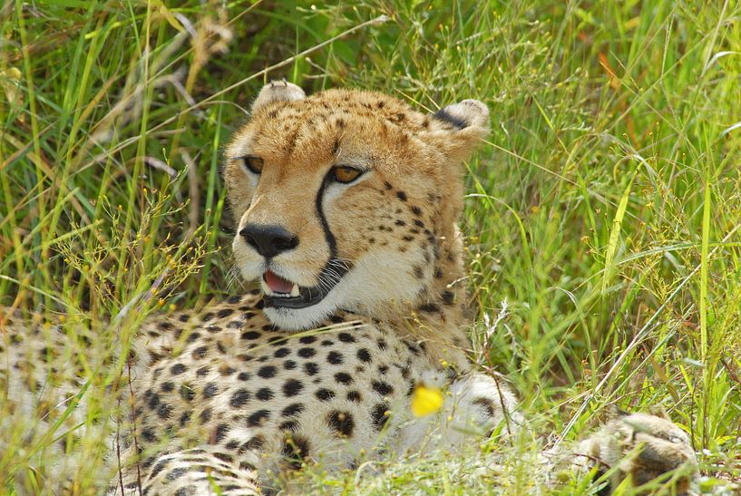 Cheetah   of Jachtluipaard von Peter Zwitser