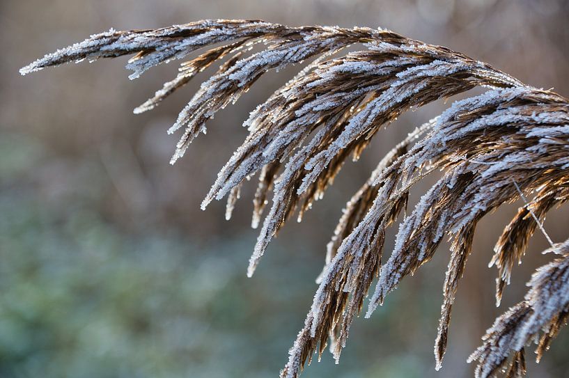 Leichter Frost auf der Schilfrohrfahne von Mike Bos