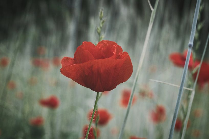 Poppy with red petals by Martin Köbsch