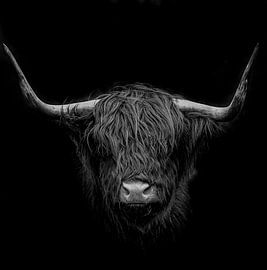 Schottischer Highlander von Willem Klopper