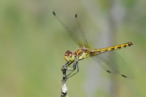 Bruin rode heidelibel