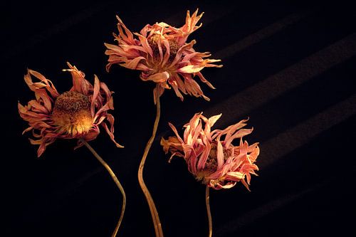 Dried Gerberas in warm autumn light