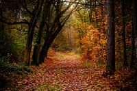 The magical colours of autumn in the Kalmthoutse Heide.