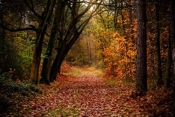 De magische kleuren van de herfst in de Kalmthoutse heide. van Made by Voorn