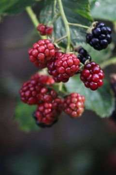 Brombeerstrauch von Mieke Wilmink