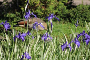 Flower with goose behind