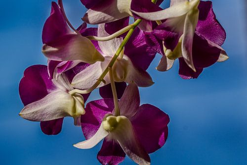 ? Tropische Orchidee – Kleurrijke Bloemenfotografie ? van Niels Bronkema