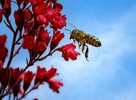 Macro d'une abeille volante sur une fleur rouge d'Heuchera sur ManfredFotos