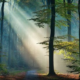 zonnestraal van Danielle de Graaf