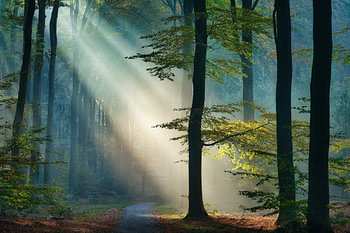 sunbeam