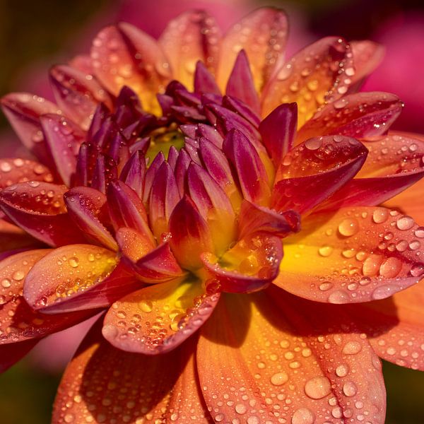 Dahlia with water drops. by Alie Ekkelenkamp