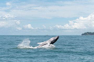 humpback by Merijn Loch