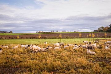Schafe in der kleinen Toskana von Rob Boon