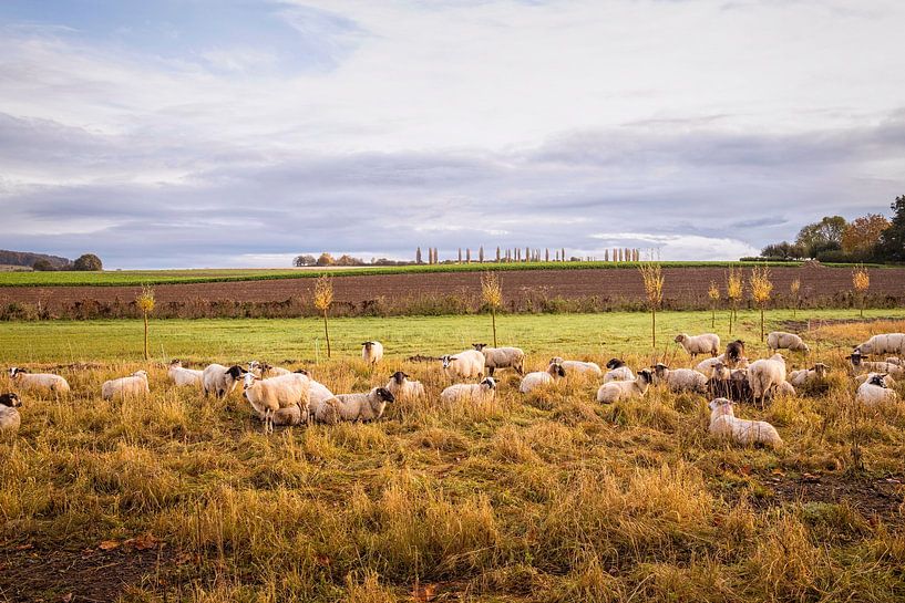 Sheep in Little Tuscany by Rob Boon