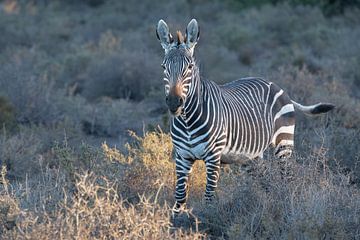 Das seltene Kap-Bergzebra in der Karoo