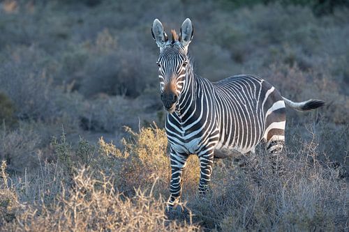 De Zeldzame Kaapse Bergzebra in de Karoo