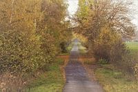 Autumn willows path B1