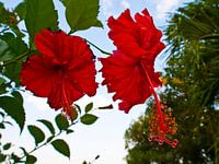 twee vlinders fladderen boven een bloem