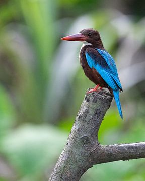 Portrait of a white-breasted kingfisher by Anges van der Logt