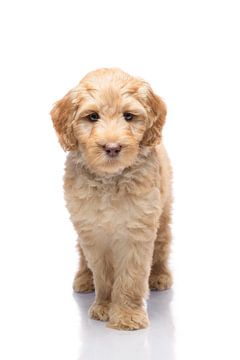 Fotografie hond/puppy wit met spiegelbeeld van Ellen Van Loon