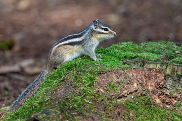 Ground squirrel by Wendy van der Klift-Bartelings