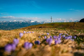 Krokussen in het voorjaar op de Hörner bergketen in Allgäu van Leo Schindzielorz