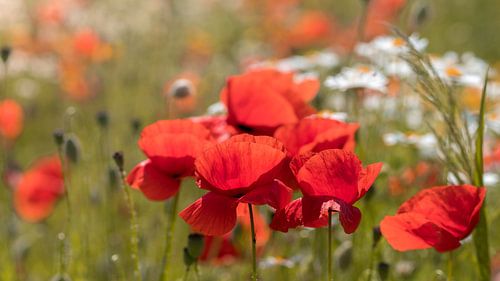 Un champ de coquelicots pour le lever du soleil