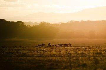 A hyena clan in the morning light by Rogier Muller