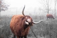 Schotse hooglander (3) 2van3