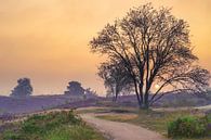 Zonsopgang boven een heidelandschap van Sjoerd van der Wal Fotografie thumbnail