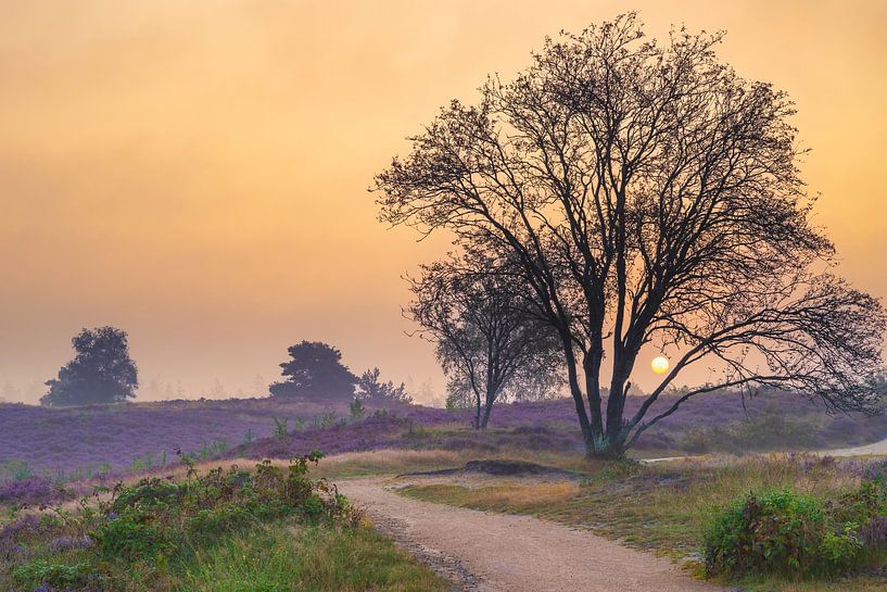 Zonsopgang boven een heidelandschap van Sjoerd van der Wal Fotografie