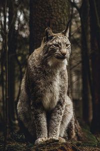 portrait de lynx sur Larsphotografie