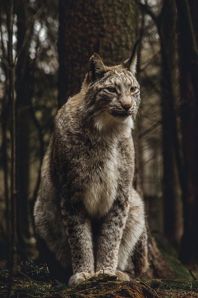 luchs portrait von Larsphotografie