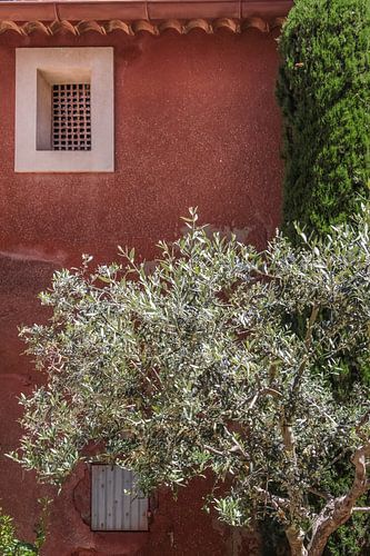 Olijfboom in de oude stad van de Roussillon