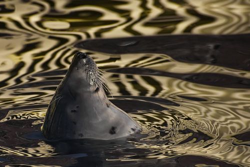 The face of a contented Baltic seal leans out of golden water, the texture of which resembles velvet
