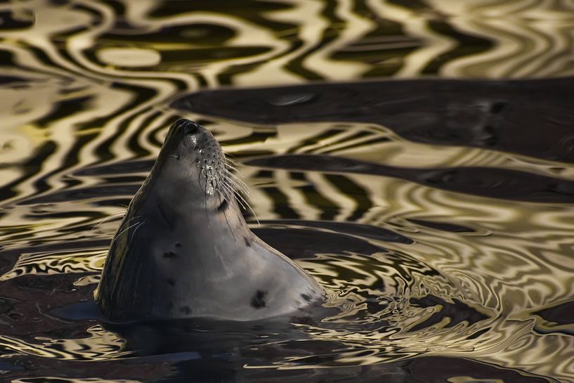 Das Gesicht einer zufriedenen Ostsee-Robbe lehnt sich aus goldenem Wasser, dessen Textur an Samt eri von Michael Semenov