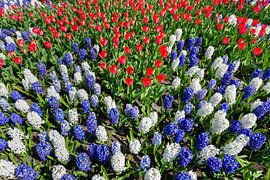 Blumenfeld mit Tulpen und Hyazinthen im rot weiß und Blau von Ben Schonewille