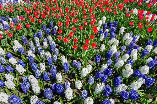 Bloemenveld met rode witte blauwe tulpen en hyacinten