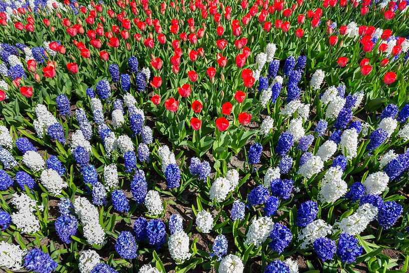 Flowers field with tulips and hyacinths in red white and blue by Ben Schonewille