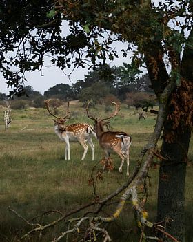 Daim dans un paysage de dunes