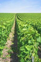 Vineyard in the Champagne region of France
