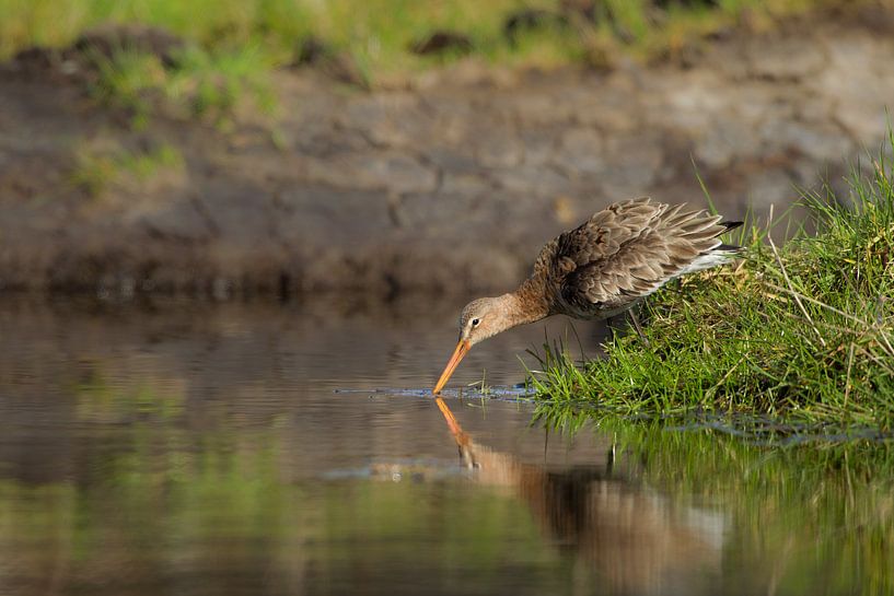 Grutto drinkend uit sloot in de polder van Jeroen Stel