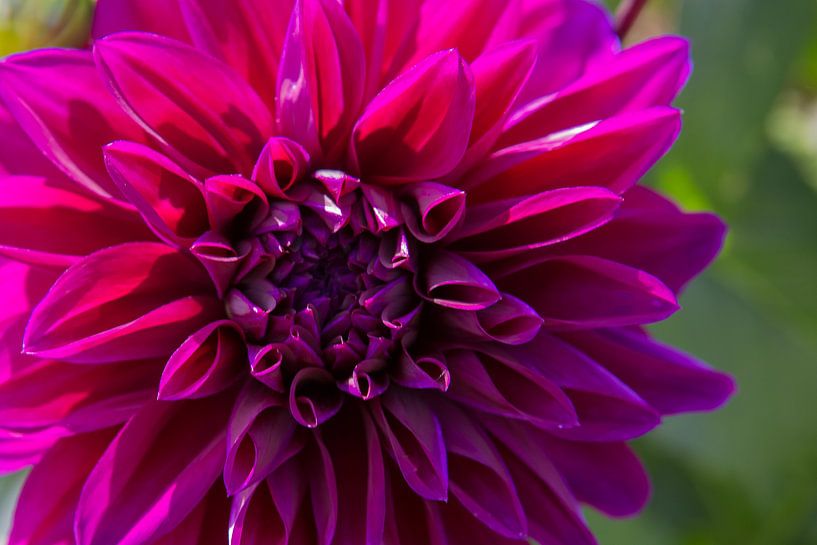 Flower 4 von Eugene Klinkenberg