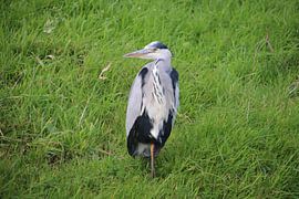 Grijze reiger in het grasveld in Park Hitland
