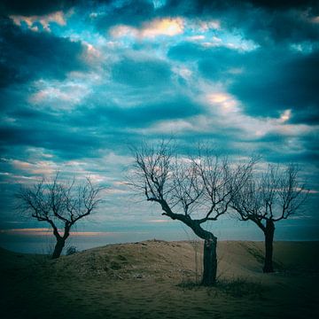 Bomen op strand #2