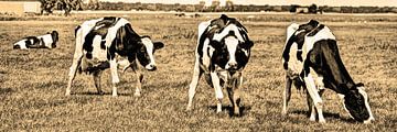 Black Pied Cows in the Meadow Sepia