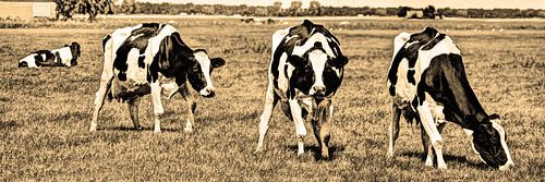 Zwartbont Koeien in de Weiland Sepia