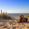 Rhodesian Ridgeback am Strandabgang von Michael Ruland