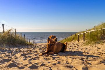 Rhodesian Ridgeback am Strandabgang