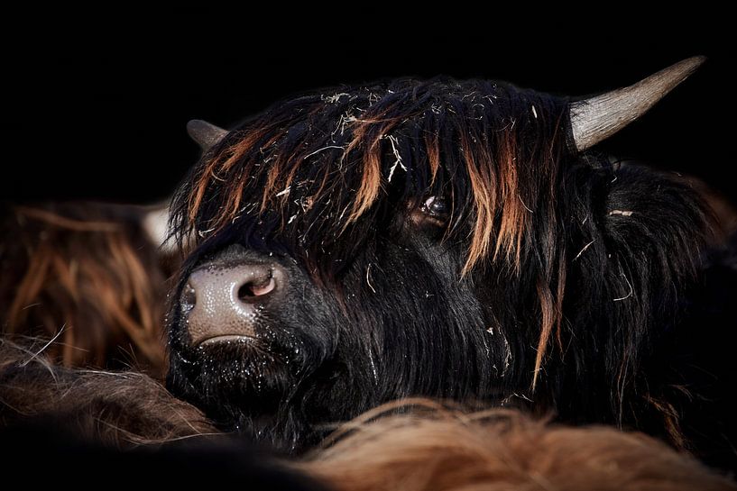 Scottish Highland Cattle by Thomas Marx